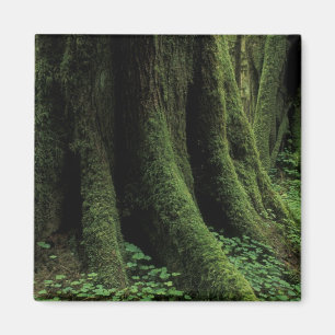 USA, Washington, Olympic National Park, 2 Magnet