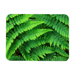 USA, Washington, Olympic National Park, Athyrium Magnet
