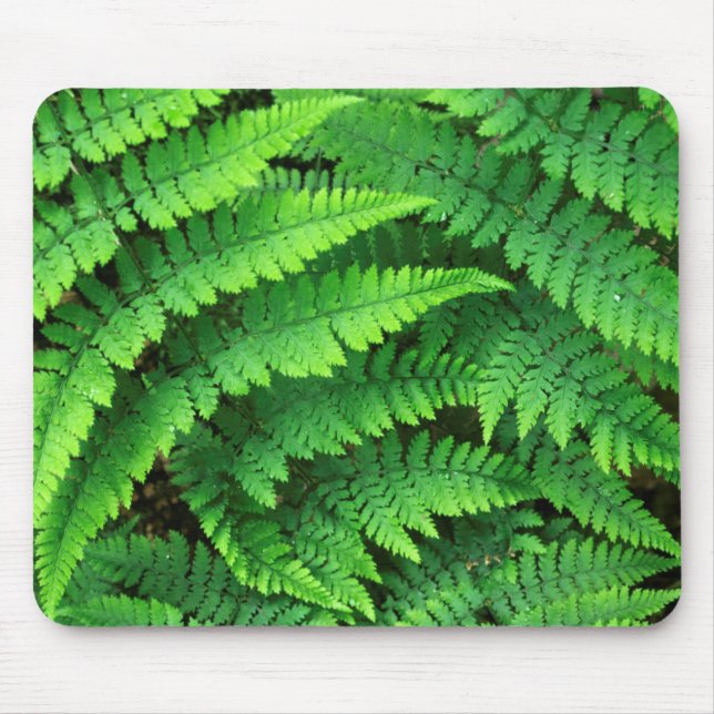 USA, Washington, Olympic National Park, Athyrium Mouse Pad (Front)