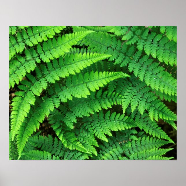 USA, Washington, Olympic National Park, Athyrium Poster (Front)