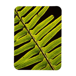 USA, Washington, Olympic National Park, Backlit Magnet