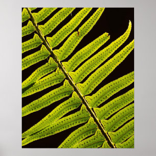USA, Washington, Olympic National Park, Backlit Poster