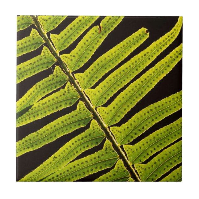 USA, Washington, Olympic National Park, Backlit Tile (Front)
