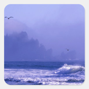 USA, Washington, Olympic National Park. Fog Square Sticker