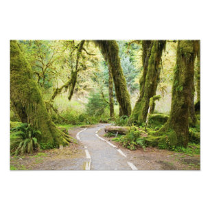 USA, Washington, Olympic National Park, Hiking Photo Print