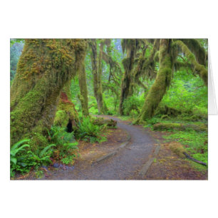 USA, Washington, Olympic National Park, Hoh 2