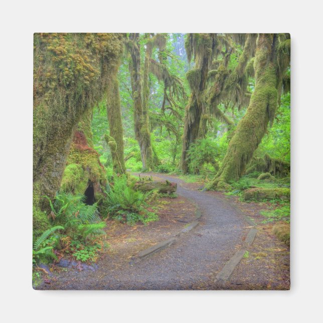 USA, Washington, Olympic National Park, Hoh 2 Magnet (Front)