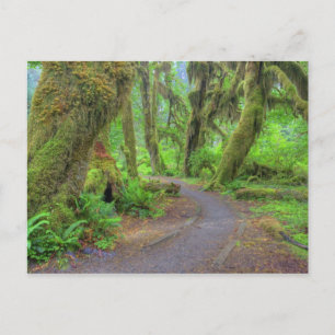 USA, Washington, Olympic National Park, Hoh 2 Postcard