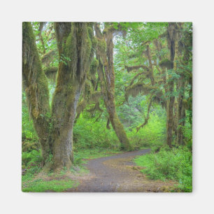 USA, Washington, Olympic National Park, Hoh Magnet