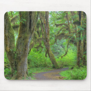 USA, Washington, Olympic National Park, Hoh Mouse Pad