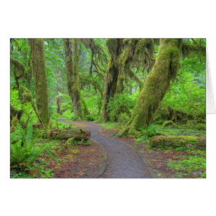 USA, Washington, Olympic National Park, Hoh Rain
