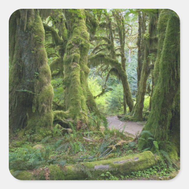 USA, Washington, Olympic National Park, Hoh Rain Square Sticker (Front)