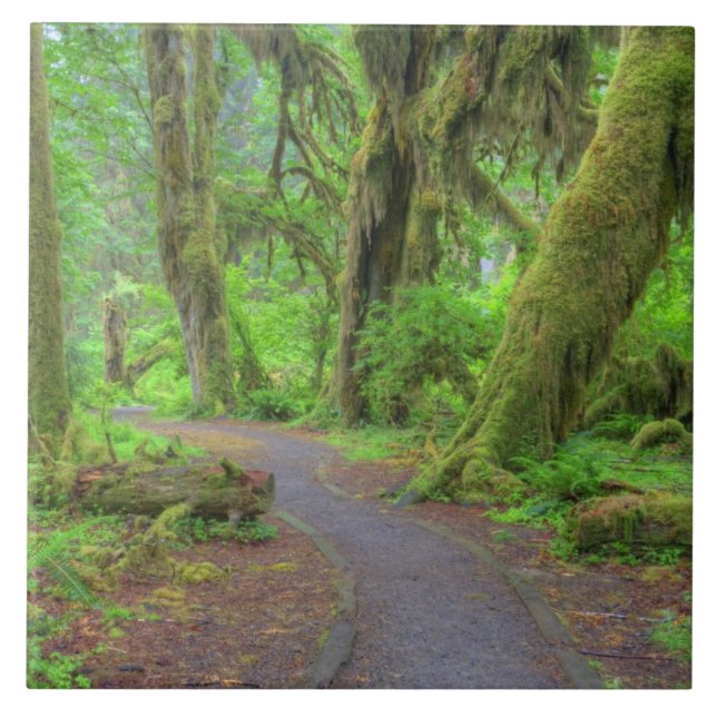 USA, Washington, Olympic National Park, Hoh Rain Tile (Front)
