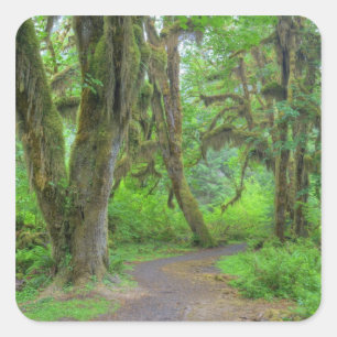 USA, Washington, Olympic National Park, Hoh Square Sticker