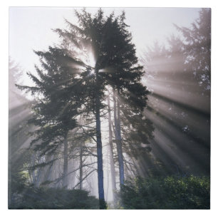 USA, Washington, Olympic National Park, Morning Ceramic Tile