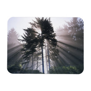 USA, Washington, Olympic National Park, Morning Magnet