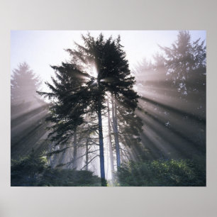 USA, Washington, Olympic National Park, Morning Poster
