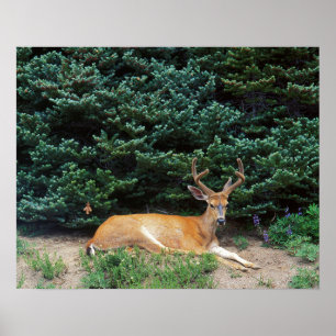 USA, Washington, Olympic National Park Poster