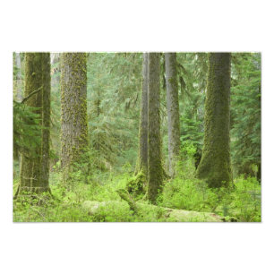 USA, Washington, Olympic National Park, Spring 3 Photo Print