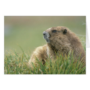 USA, Washington, Olympic NP, Olympic Marmot