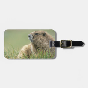 USA, Washington, Olympic NP, Olympic Marmot Luggage Tag