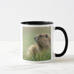 USA, Washington, Olympic NP, Olympic Marmot Mug