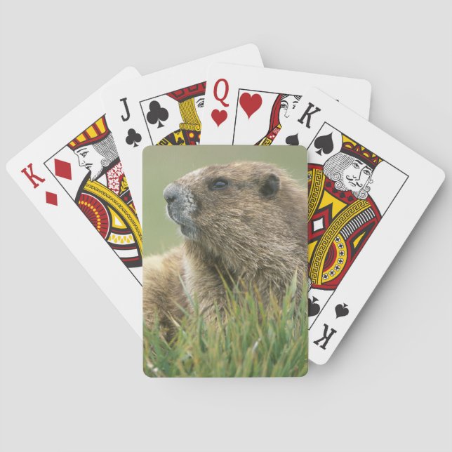 USA, Washington, Olympic NP, Olympic Marmot Playing Cards (Back)