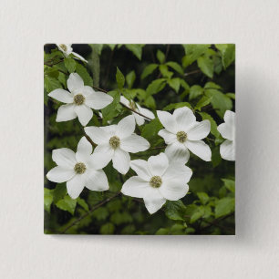 USA, Washington, Pacific Dogwood, Cornus 15 Cm Square Badge