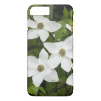 USA, Washington, Pacific Dogwood, Cornus