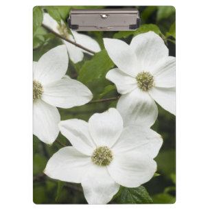 USA, Washington, Pacific Dogwood, Cornus Clipboard