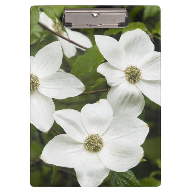 USA, Washington, Pacific Dogwood, Cornus Clipboard (Front)