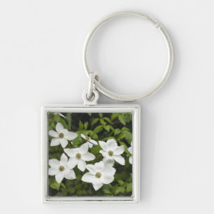 USA, Washington, Pacific Dogwood, Cornus Key Ring