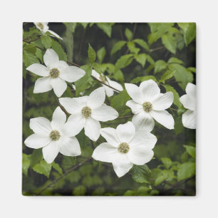 USA, Washington, Pacific Dogwood, Cornus Magnet