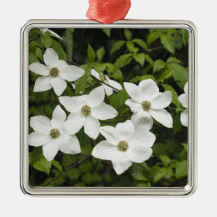 USA, Washington, Pacific Dogwood, Cornus Metal Ornament