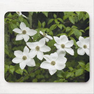 USA, Washington, Pacific Dogwood, Cornus Mouse Pad