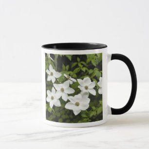 USA, Washington, Pacific Dogwood, Cornus Mug