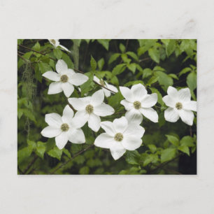 USA, Washington, Pacific Dogwood, Cornus Postcard
