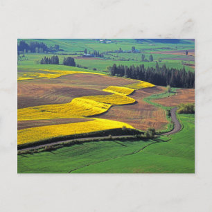 USA, Washington, Palouse, Whitman County 2 Postcard