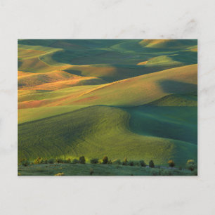 USA, Washington, Palouse, Whitman County Postcard