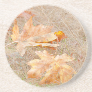 USA, Washington, Quinault. Maple Leaves Coaster