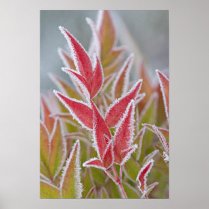 USA, Washington, Seabeck. Close-up of frost on Poster