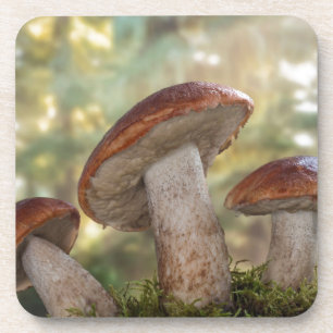 USA, Washington, Seabeck. Leccinum Insigne Coaster