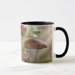 USA, Washington, Seabeck. Leccinum Insigne Mug