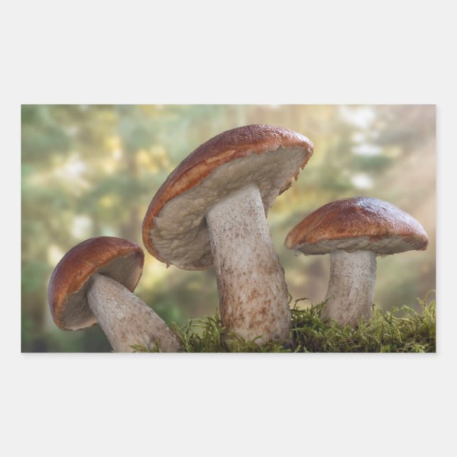 USA, Washington, Seabeck. Leccinum Insigne Rectangular Sticker (Front)