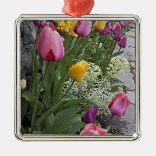 USA, Washington, Seabeck. Tulips line garden Metal Ornament (Front)