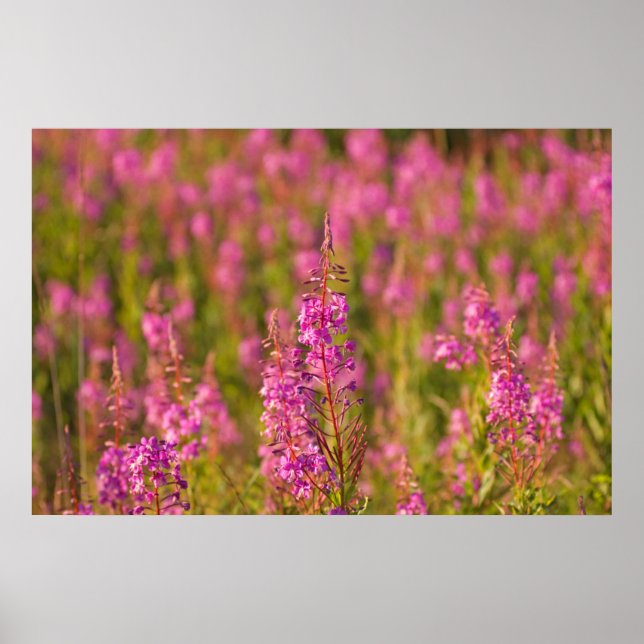 USA, Washington, Seattle, Discovery Park 3 Poster (Front)