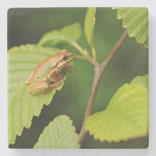 USA, Washington, Seattle, Discovery Park Stone Coaster