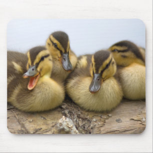 USA, Washington, Seattle, Lake Washington Mouse Pad