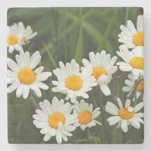 USA, Washington, Seattle, Puget Sound 3 Stone Coaster