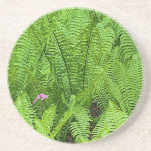USA, Washington, Seattle, Washington Park Coaster